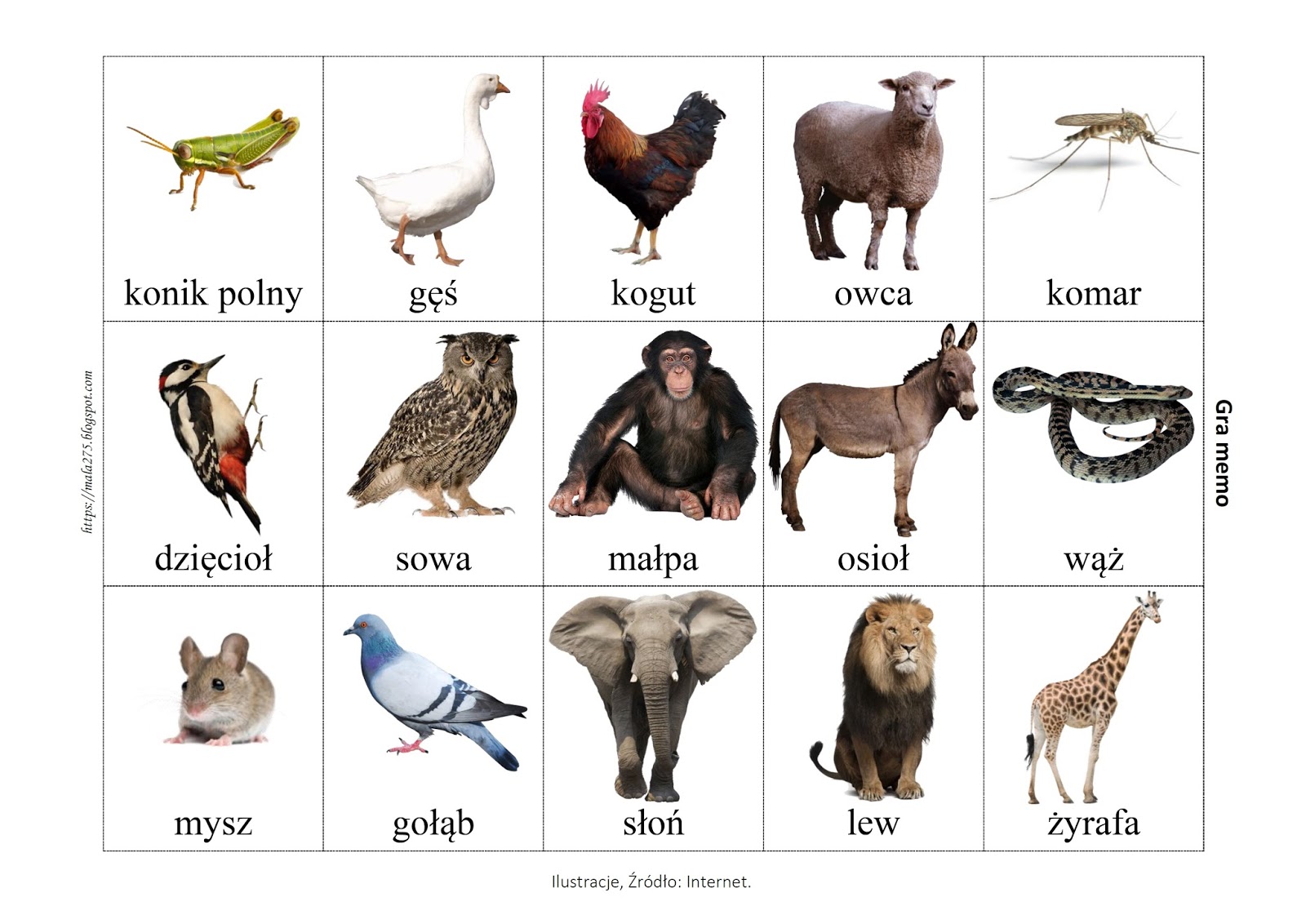 BLOG EDUKACYJNY DLA DZIECI: Ptaki Quiz O Zwierzętach Dla Dzieci