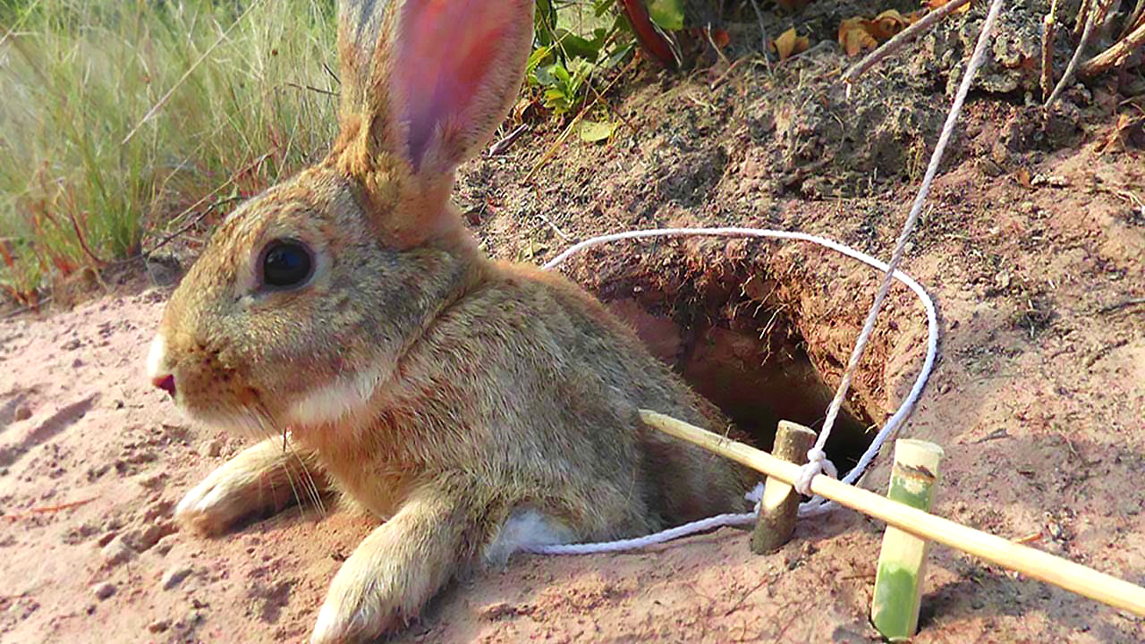 Blog - The Prepping Guide How To Trap Rabbits The Forest