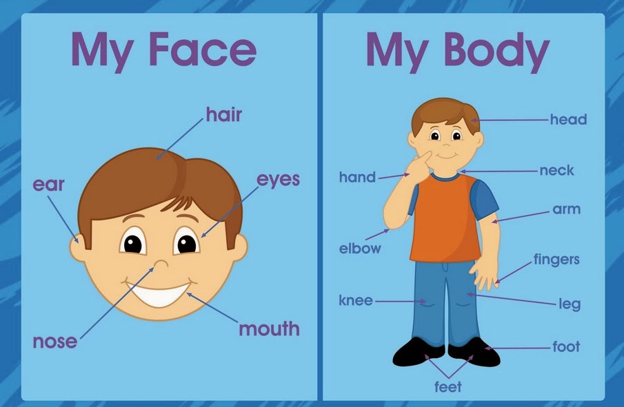 New English Adventure 2 My Body And Face