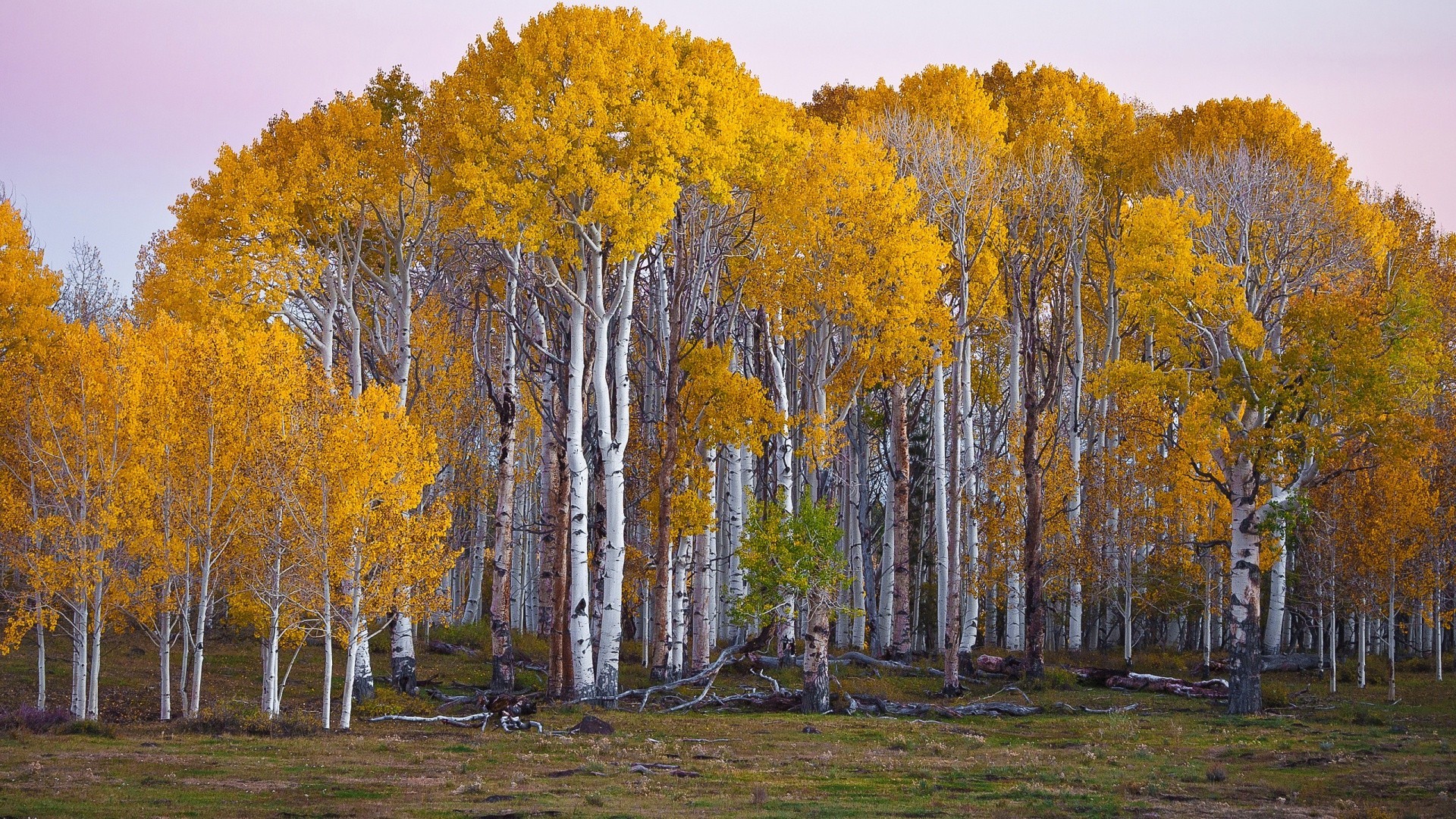 botany - Are these birch or aspen trees? - Biology Stack Exchange Birch A Malim T Psychologia Rozwojowa W Zarysie