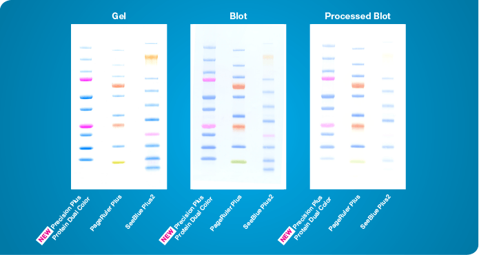 Brighter Precision Plus Protein™ Dual Color Standard — The Brightest Precision Plus Protein Standard Dual Color