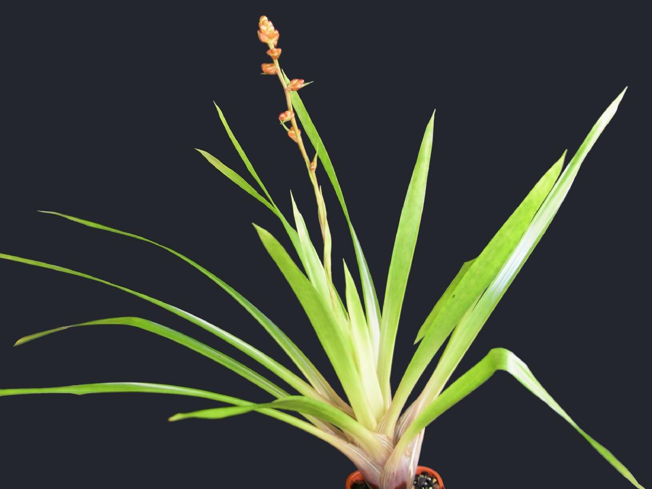Bromeliads in Australia - acorifolia Acta Universitatis Lodziensis Folia Iuridica