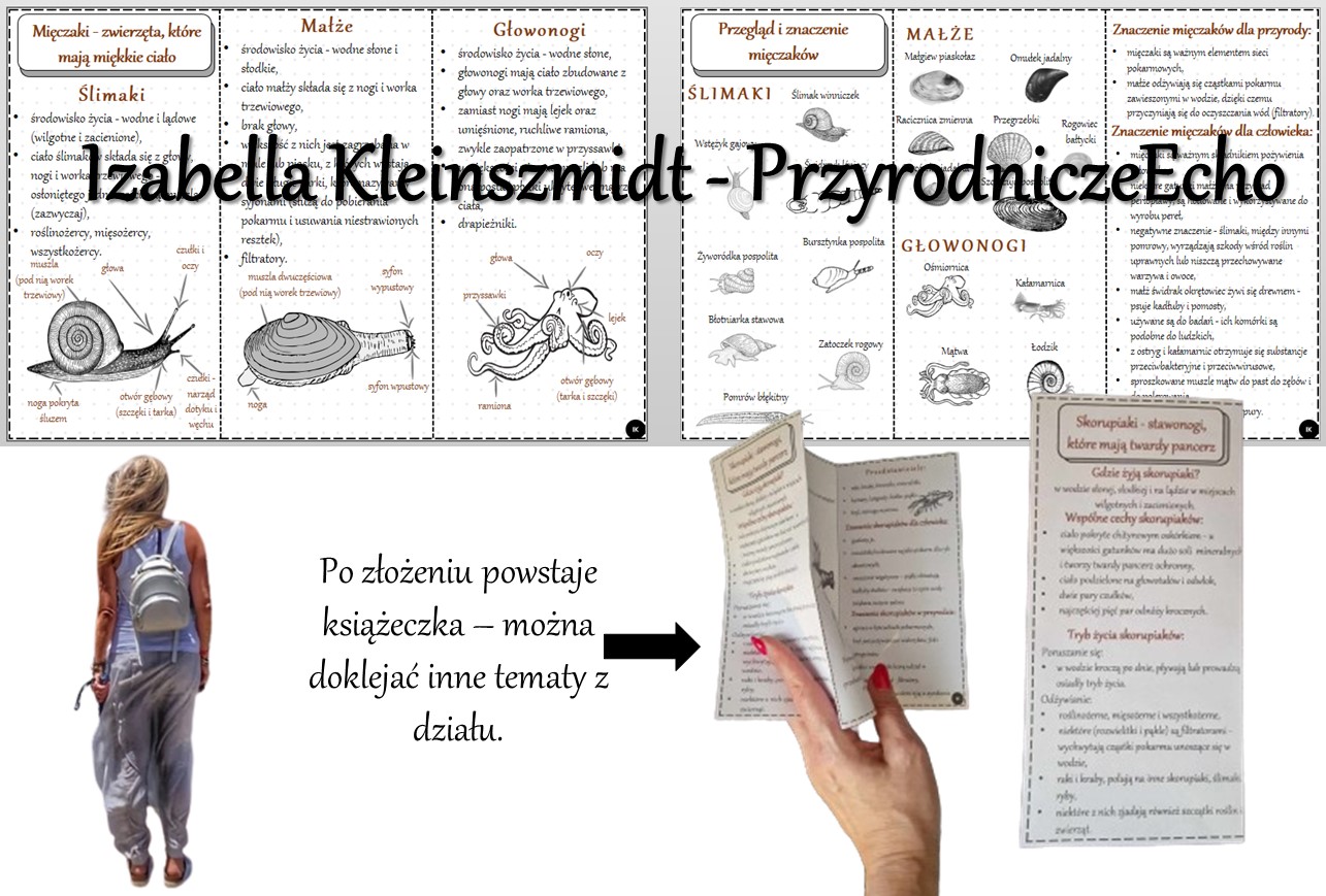 Broszurka/notatka/sketchnotka/wklejka/ściąga dla ucznia/przypomnienie Sprawdzian Biologia Klasa 6 Stawonogi I Mięczaki