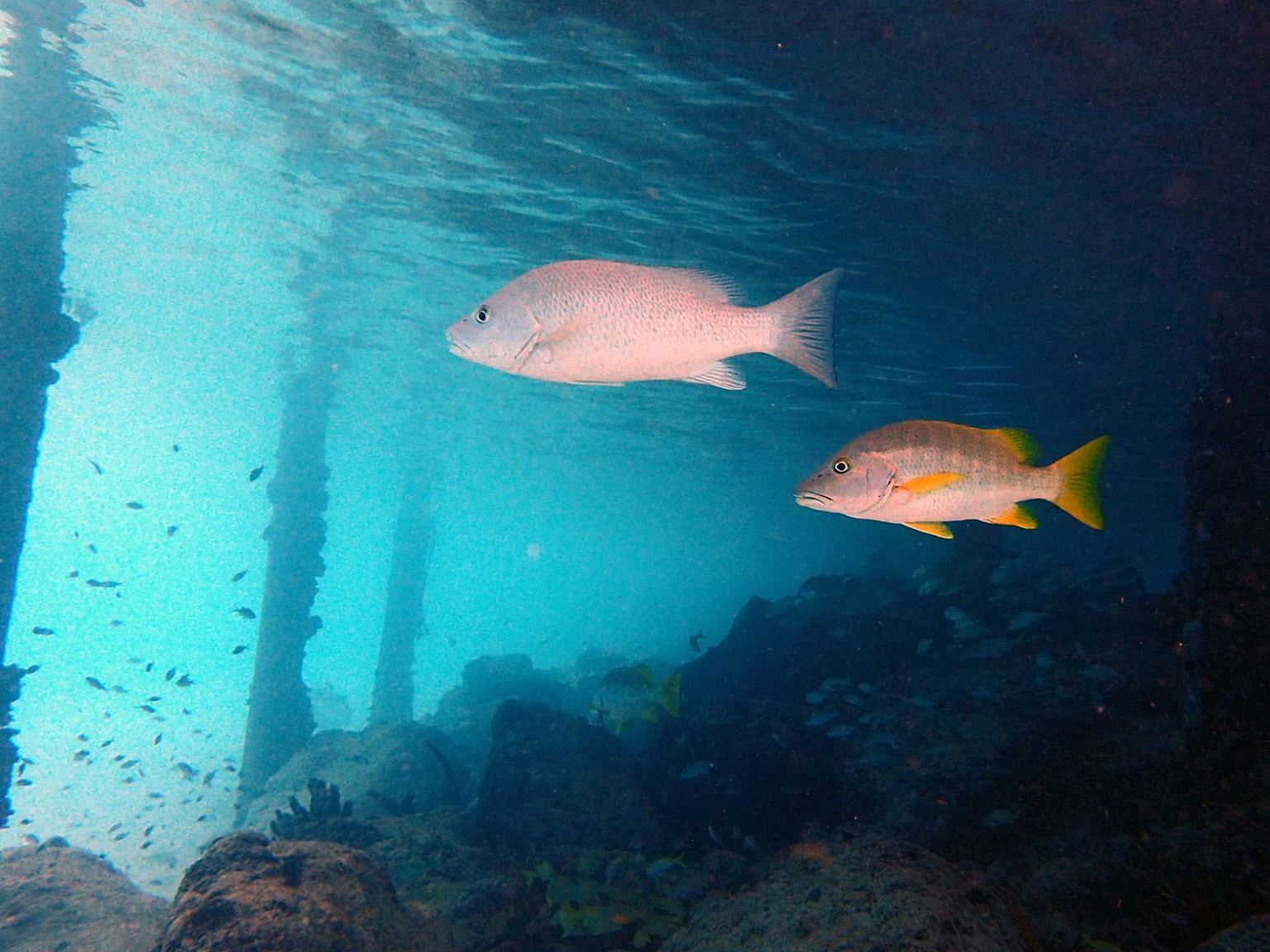 Buddy Dive, Bonaire Traktat O Nierozprzestrzenianiu Broni Jądrowej