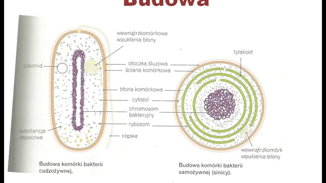 Budowa bakterii - YouTube Na Rysunku Przedstawiono Dwie Bakterie Rozniace Sie Budowa Sciany Komorkowej
