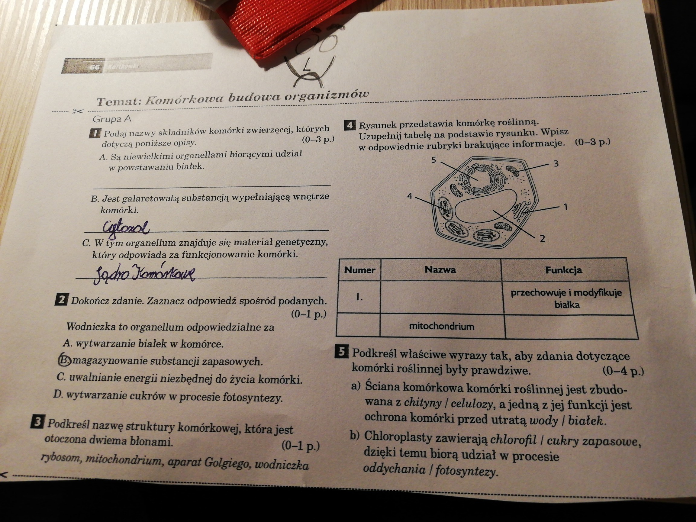 Budowa I Czynnoci Yciowe Organizmw Sprawdzian Klasa 5 Pdf - question Sprawdzian Z Biologii
