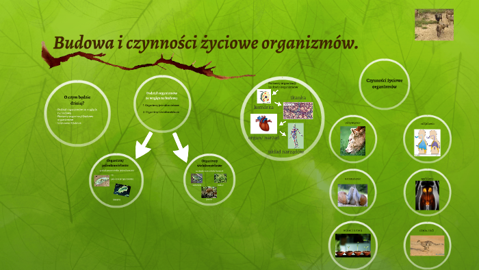 Budowa i czynności życiowe organizmów. by Donia Cz on Prezi Budowa I Czynnosci Zyciowe Organizmw Test