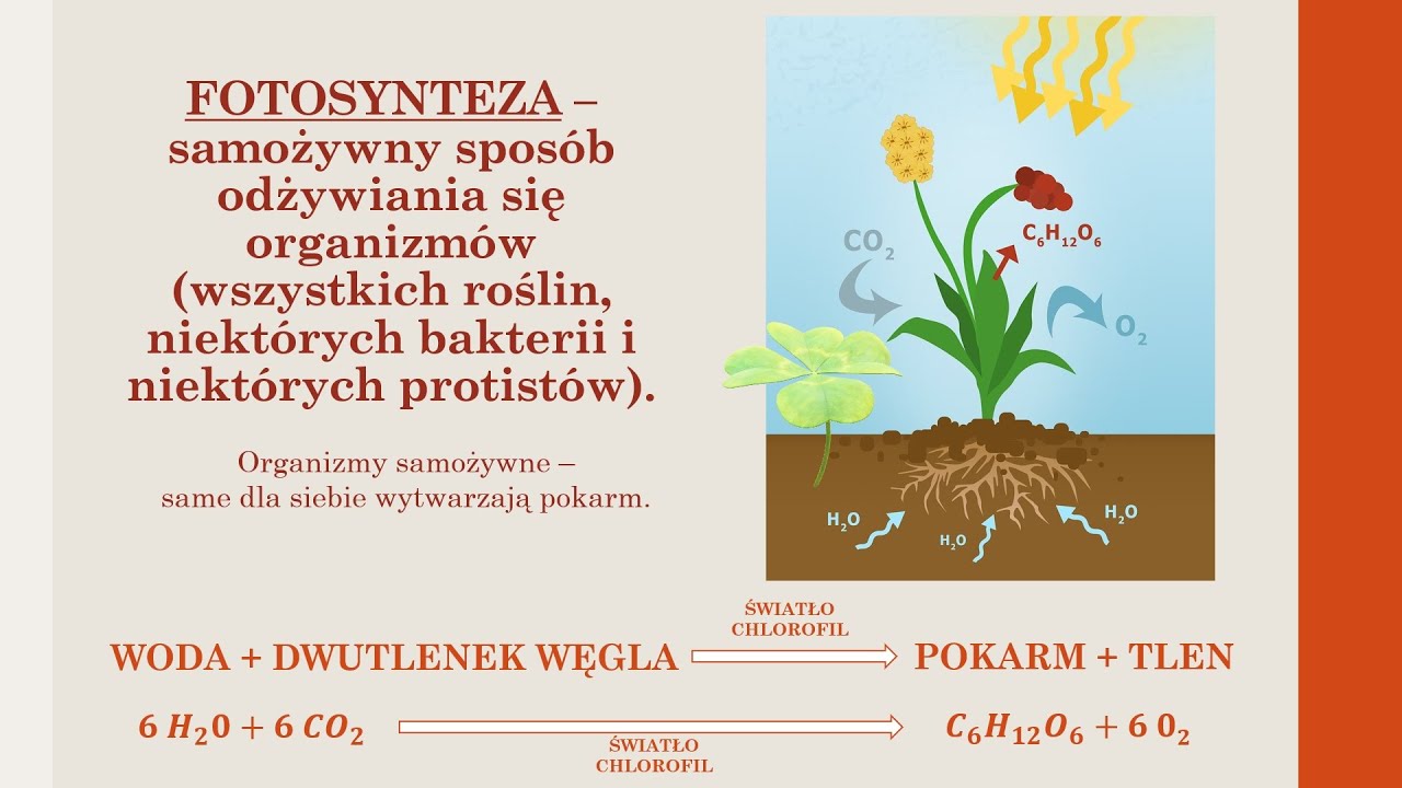 Budowa I Czynności życiowe Organizmów