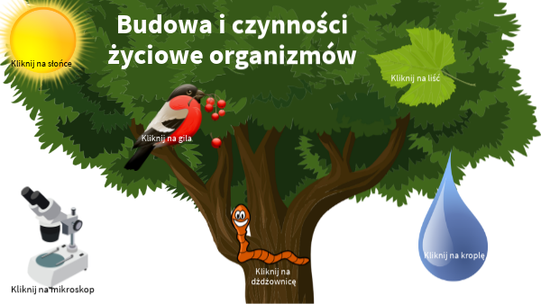 Budowa i czynności życiowe organizmów - powtórzenie wiadomości | Genially Budowa I Czynnosci Zyciowe Organizmow Klasa 5