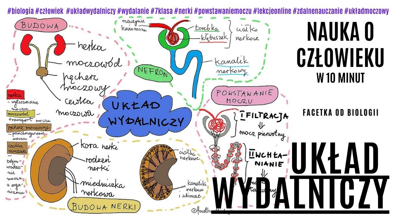 Budowa i działanie układu wydalniczego – Powstawanie moczu – Darmowe Uklad Moczowy Sprawdzian Nowa Era