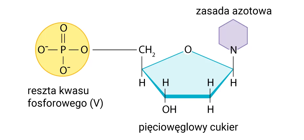 Budowa i funkcje DNA - dlaucznia.pl Z Czego Zbudowany Jest Nukleotyd