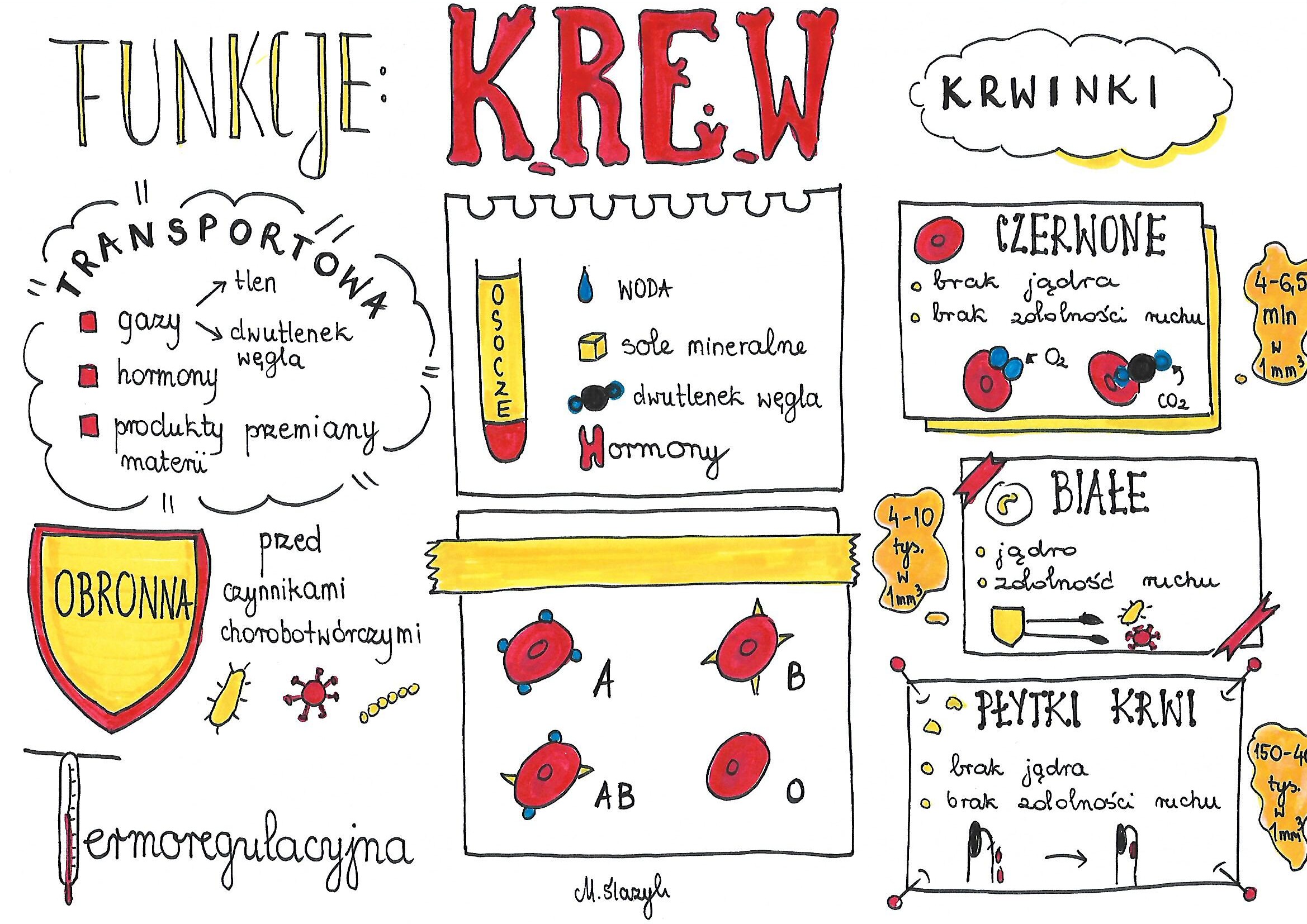 Test Biologia Klasa 7 Budowa I Funkcje Krwi