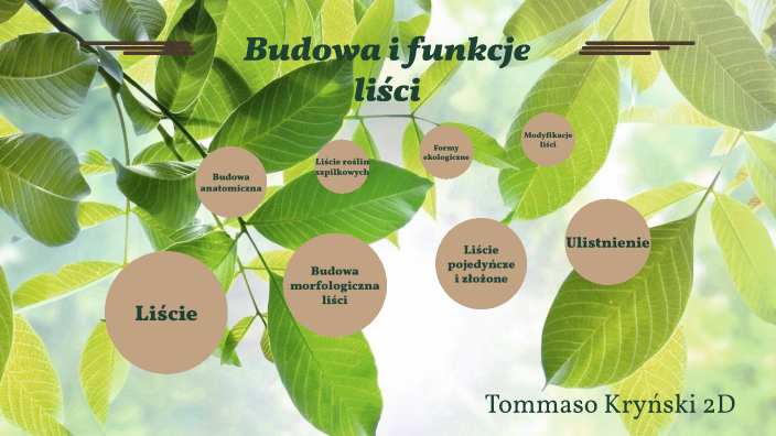 Budowa I Funkcje Liścia Prezentacja