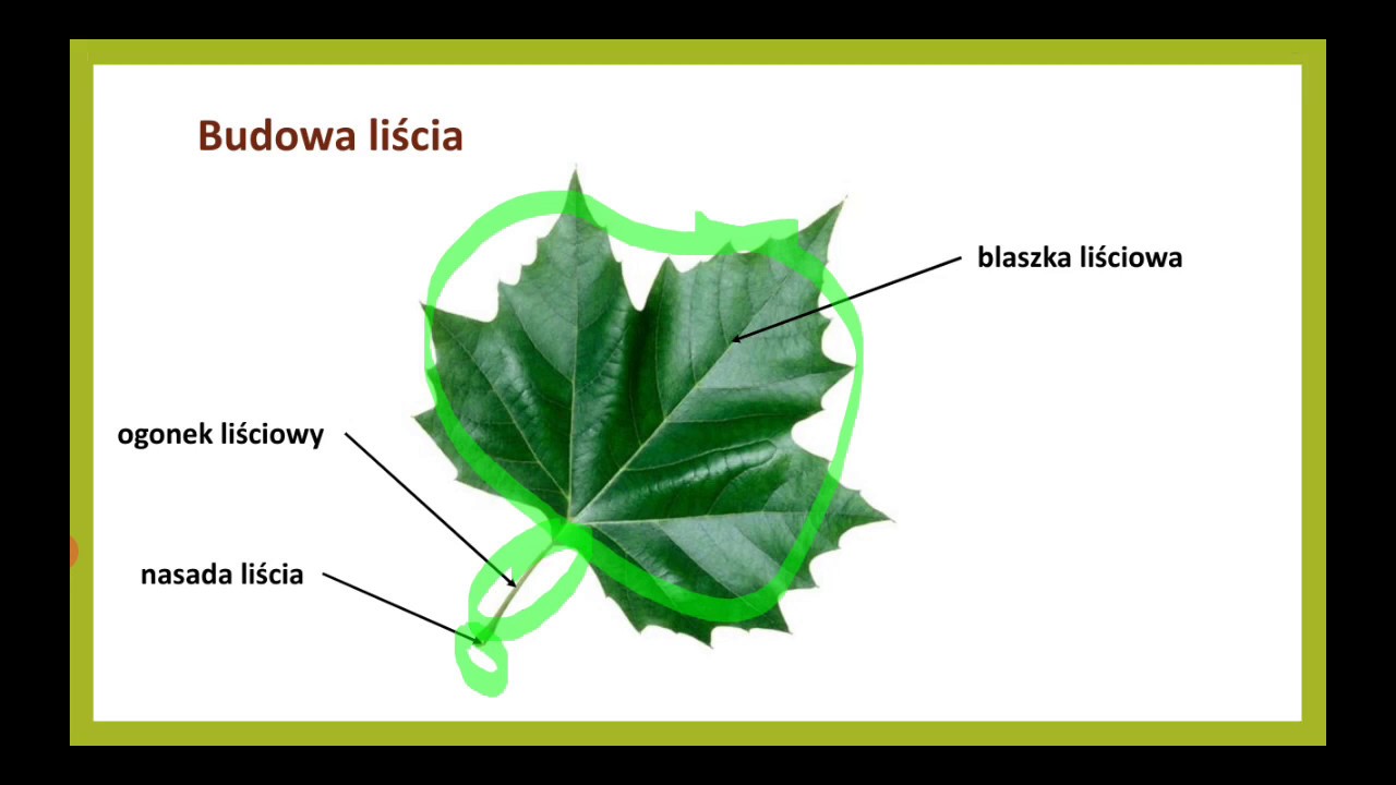 Budowa i funkcje liści - YouTube Funkcje I Dysfunkcje Współczesnej Turystyki