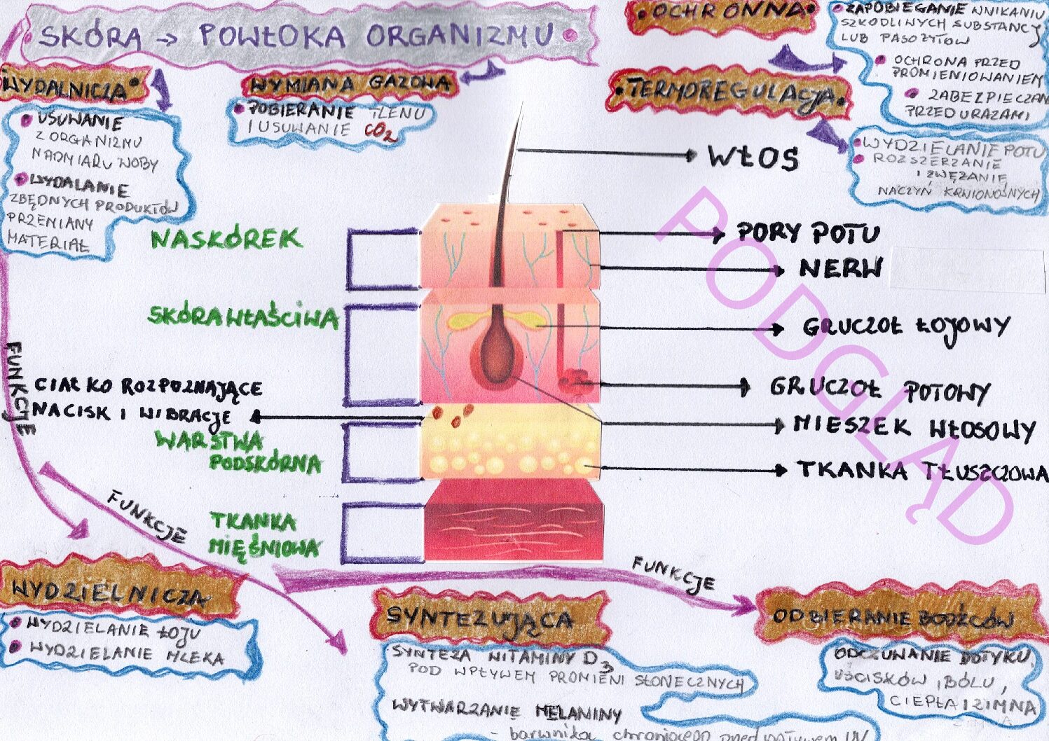 Budowa I Funkcje Skóry Pdf