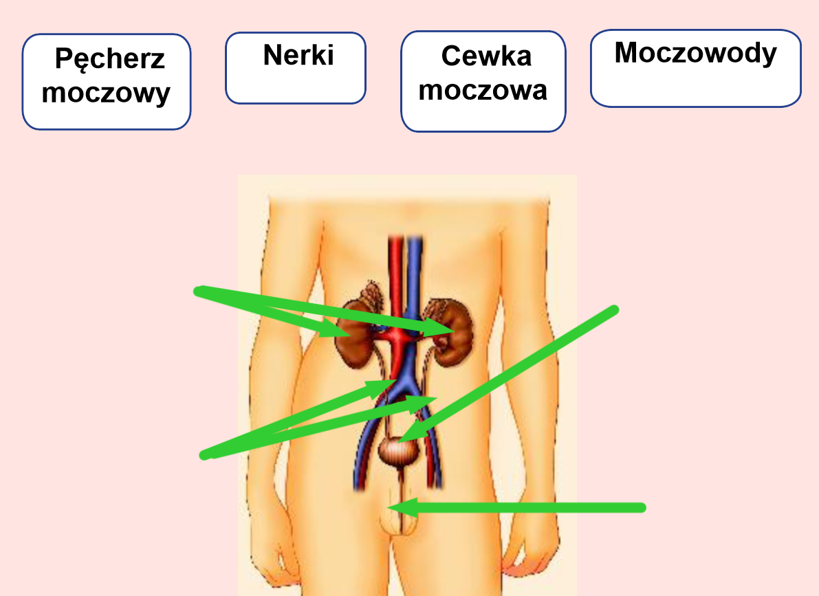 Budowa i funkcje układu wydalniczego | Tablice.net.pl | Monitory Budowa I Funkcje Układu Wydalniczego Człowieka