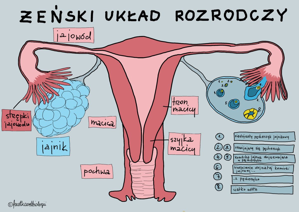 Uklad Rozrodczy