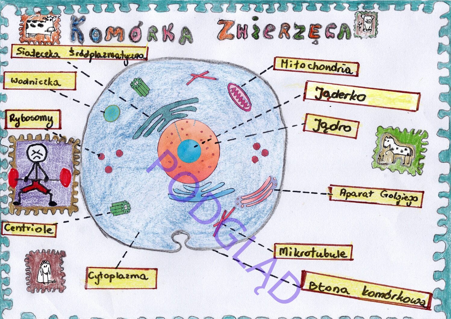 budowa i funkcjonowanie komórki • Złotynauczyciel. Kup i sprzedaj Budowa Komórki Zwierzęcej Rysunek I Opis