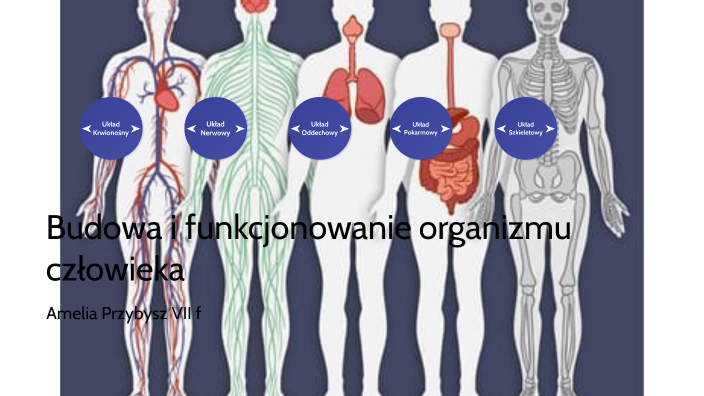 Organizm Czlowieka Skra Powloka Organizmu