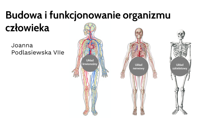 Budowa i funkcjonowanie organizmu człowieka by Asia Podlasiewska on Prezi Organizm Czlowieka Skra Powloka Organizmu