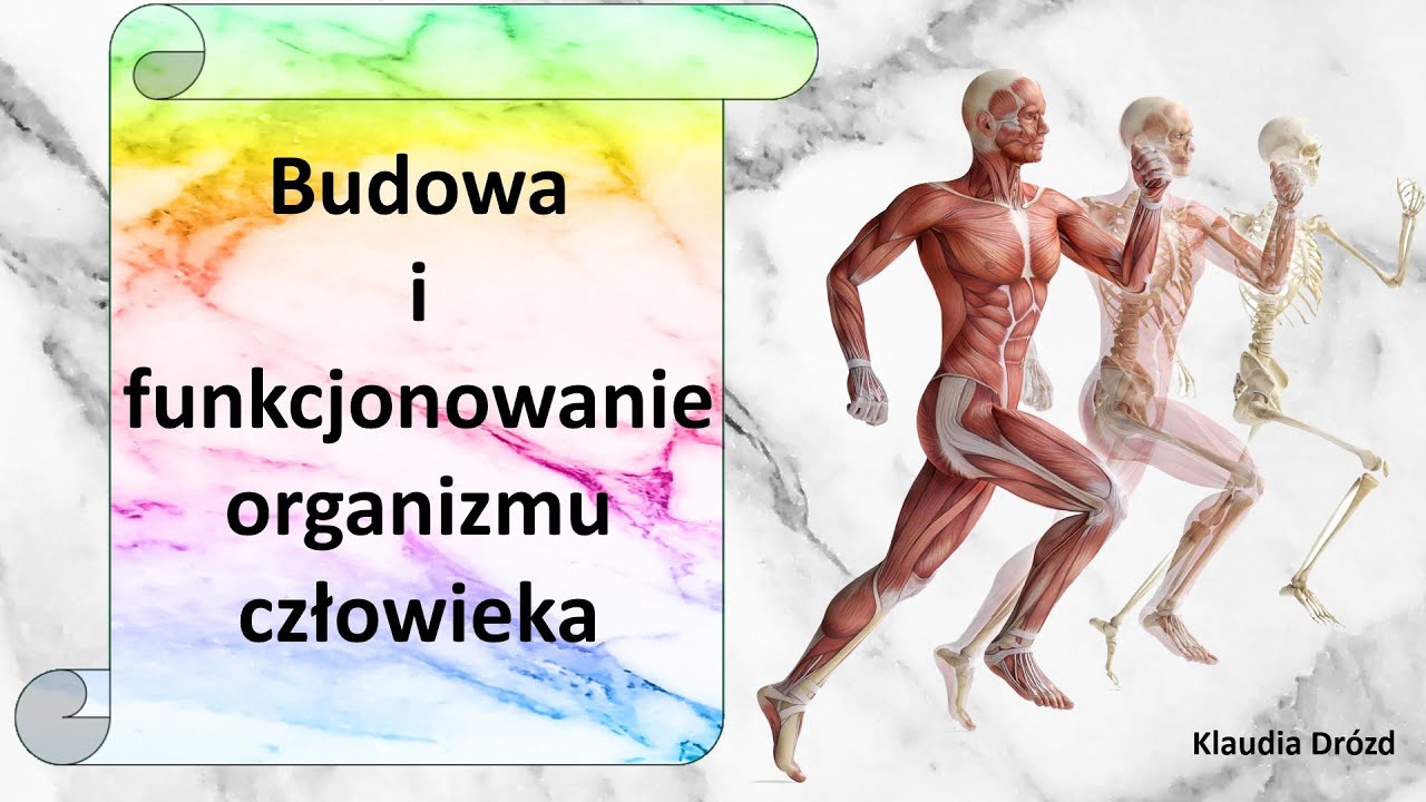 Budowa i funkcjonowanie organizmu człowieka (w skrócie) - prezentacja Budowa I Czynności życiowe Organizmów Klasa 5 Sprawdzian