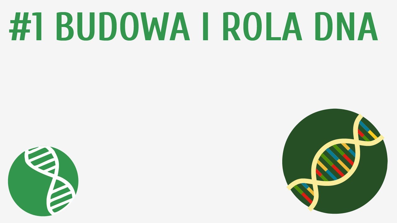 Budowa I Rola Jądra Komórkowego