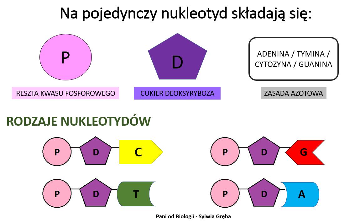 Budowa i rola DNA – Pani od Biologii Podpisz Elementy Nukleotydu Dna Wskazane Na Ilustracji