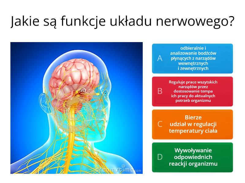 Budowa i rola układu nerwowego - Test Układ Nerwowy Test Puls życia 2