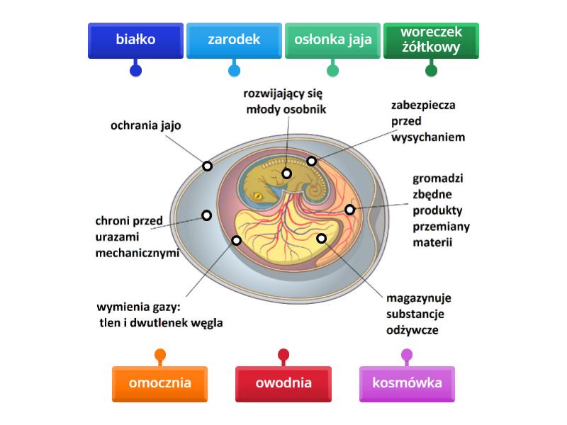 Budowa jaja gada - Labelled diagram Na Schemacie Budowy Jaja Gada Zamaluj