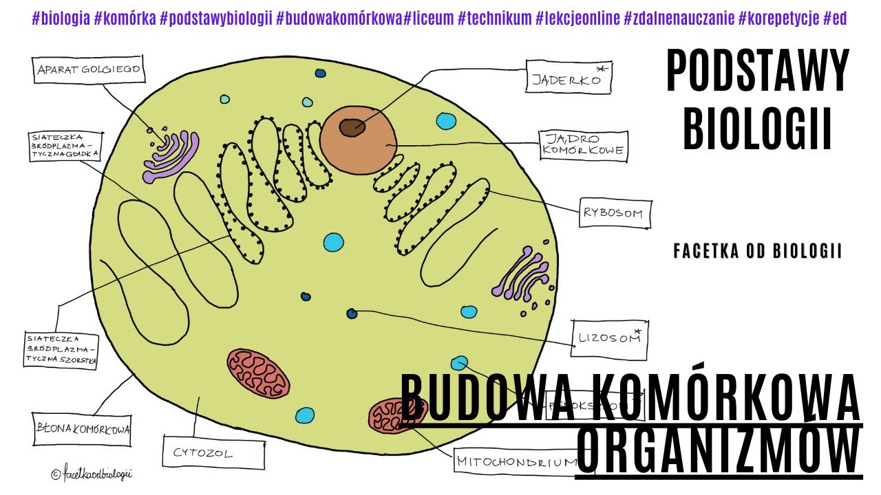 Budowa komórki roślinnej | Budowa komórki zwierzęcej | Budowa komórki Komórki Endocerwikalne Co To Jest