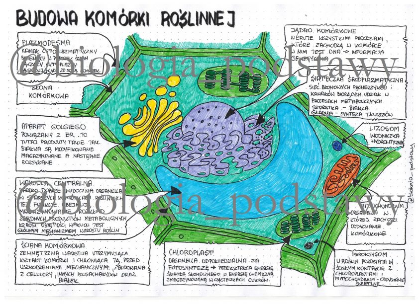 Budowa komórki roślinnej - klasa 5 - sketchnotka • Złoty nauczyciel Sprawdzian Z Biologii Klasa 5 Dzial 1 Podstawy Biologii Struktura Komorki