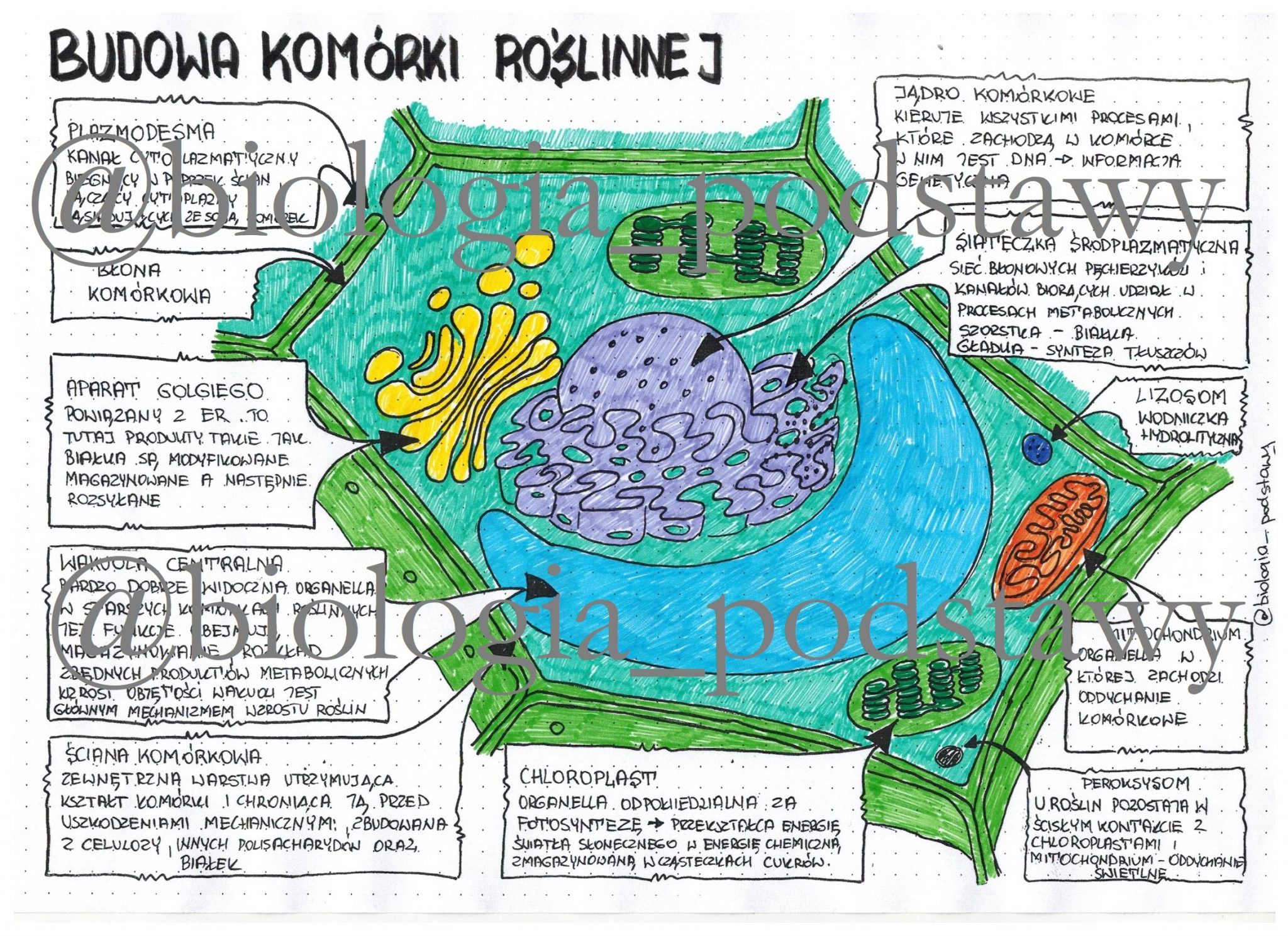 Sprawdzian Z Biologii Klasa 5 Dzial 1 Podstawy Biologii Struktura Komorki Wsip