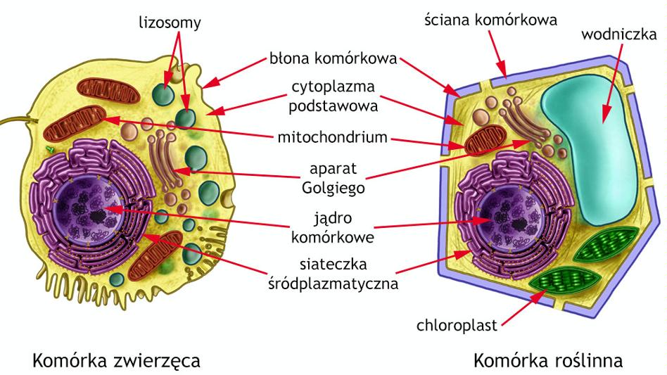 Komorka Zwierzeca