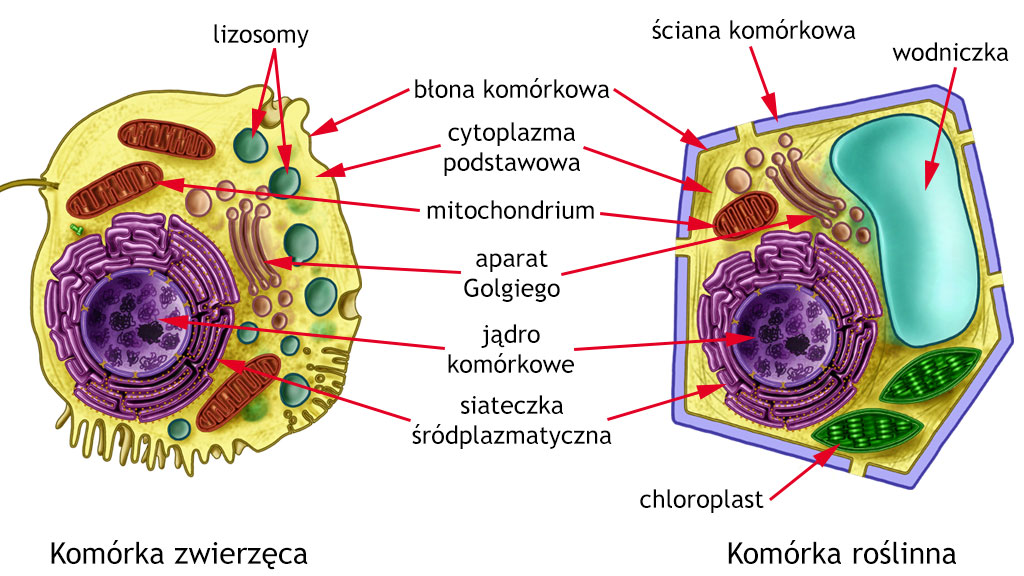 Budowa komórki zwierzęcej i roślinnej | Pearltrees Czym Sie Rozni Komorka Zwierzeca Od Roslinnej