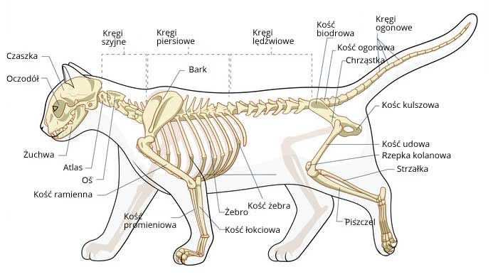 Atlas Anatomii Małych Zwierząt Laboratoryjnych Pdf