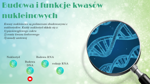 BUdowa kwasów nukleinowych Budowa I Rola Kwasw Nukleinowych