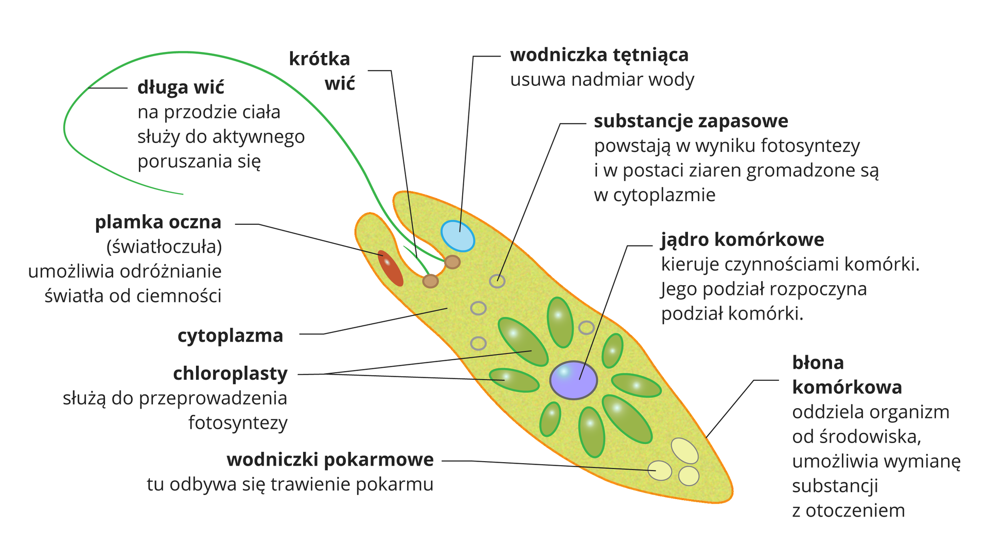 Budowa protistów jednokomórkowych | Biology, Education, School Protist Z Pecherzami Powietrza Wystepujace W Morzu Baltyckim
