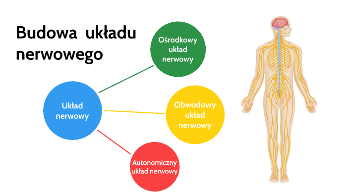 Budowa układu nerwowego by Weronika Kóż on Prezi Biologia Na Czasie E Podręcznik