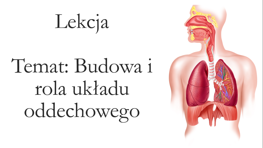 Uklad Oddechowy Klasa 7 Nowa Era