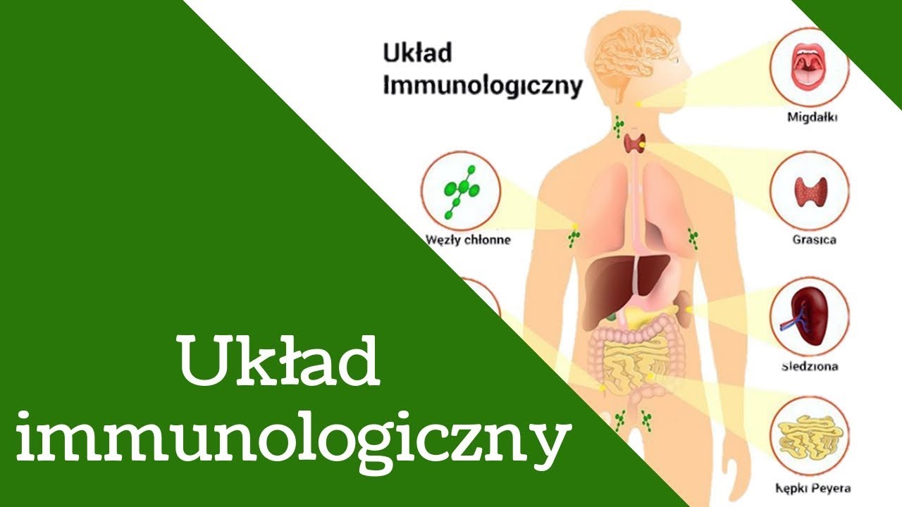 Budowa układu odpornościowego. - YouTube Jaka Jest Rola Układu Nerwowego