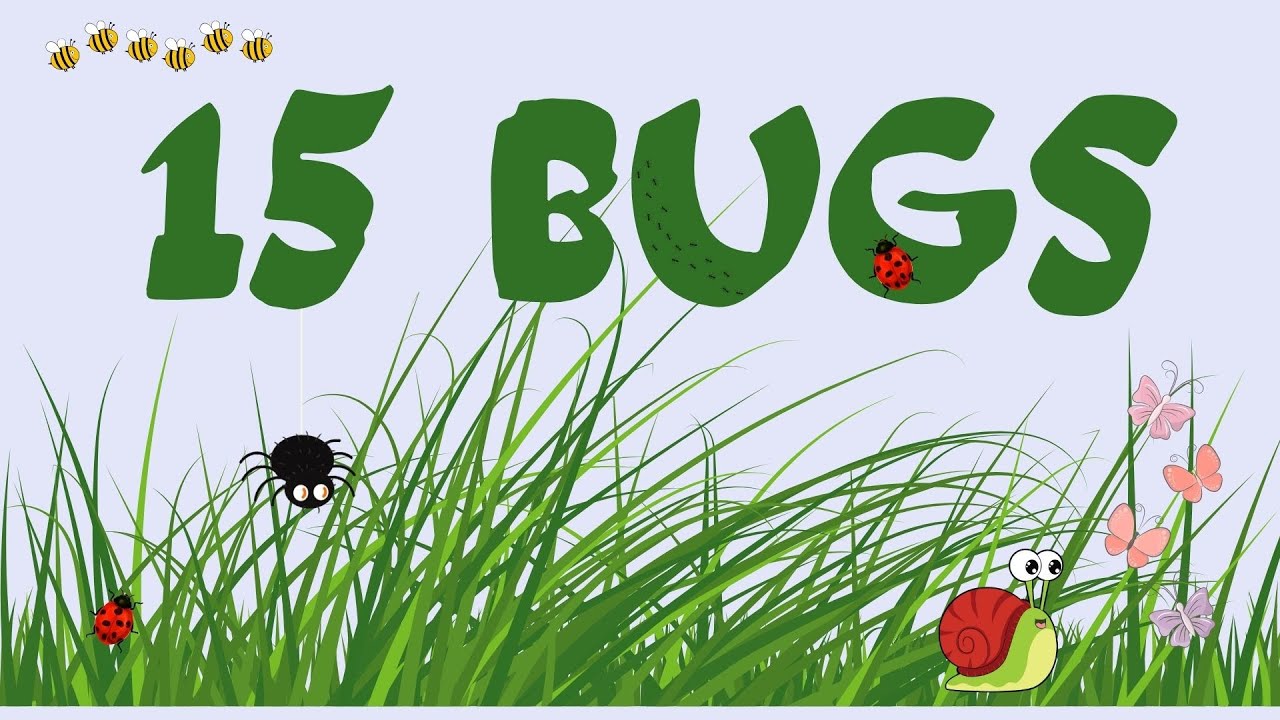 BUGS TEAM 1,2,3 - 15 BUGS - vocabulary presentation - YouTube Bugs Team 3 Unit 4