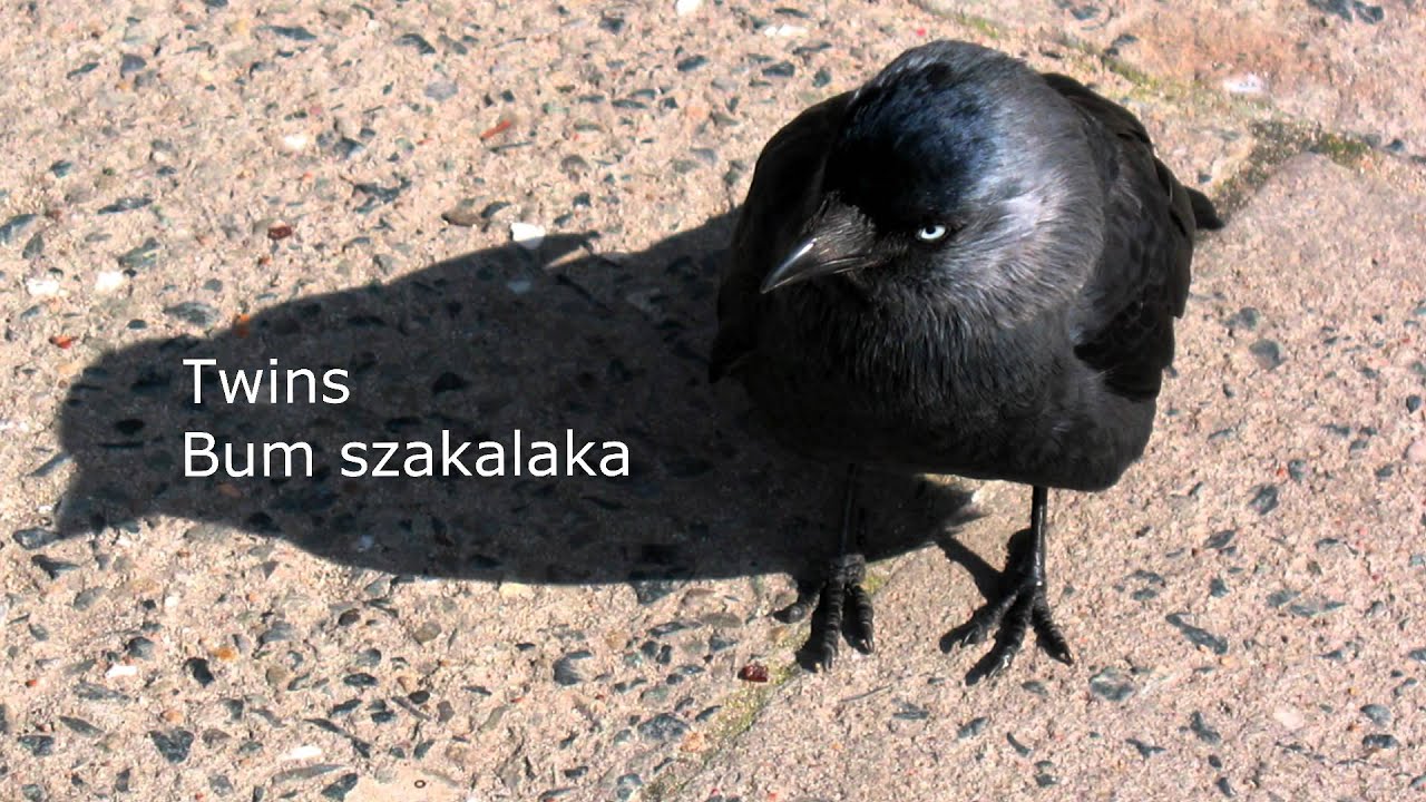 Bum Szakalaka Zostaw Mego Ptaka