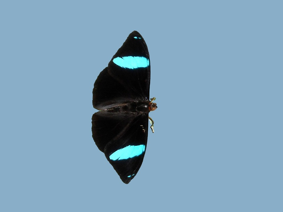 Butterfly Park Black - Free photo on Pixabay - Pixabay Piętra Roślinności W Himalajach