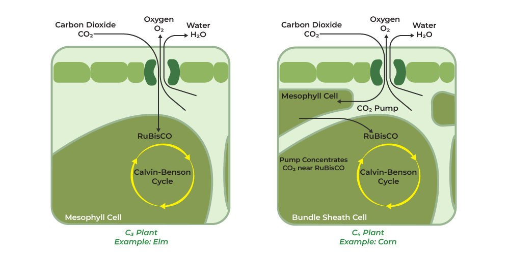 C3 and C4 Pathways | GeeksforGeeks Jak Zrobic Slonia Z Recznikow