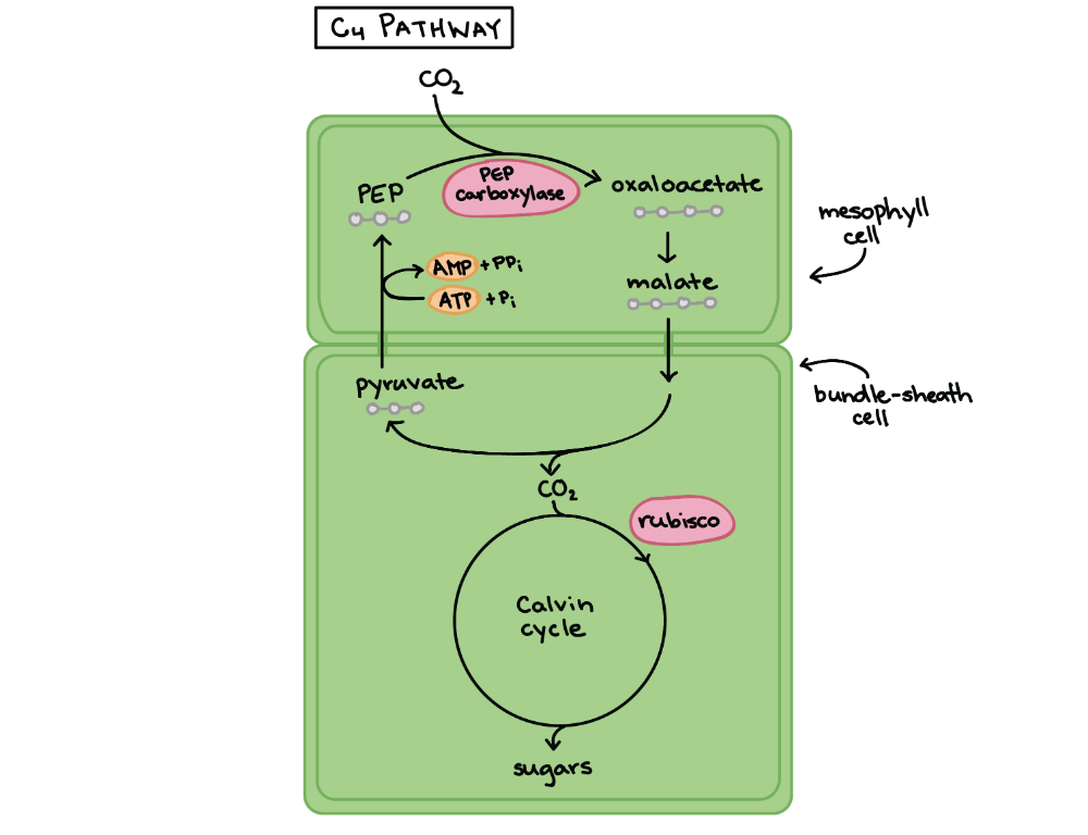 C3, C4, and CAM plants (article) | Khan Academy Khan Academy, Planta Grupa Oddziałujących Na Siebie Organizmów