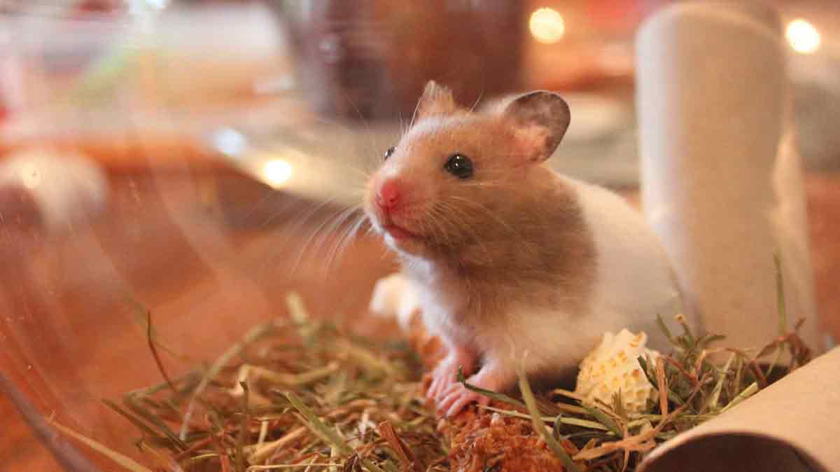 Can Two Syrian Hamsters Live Together