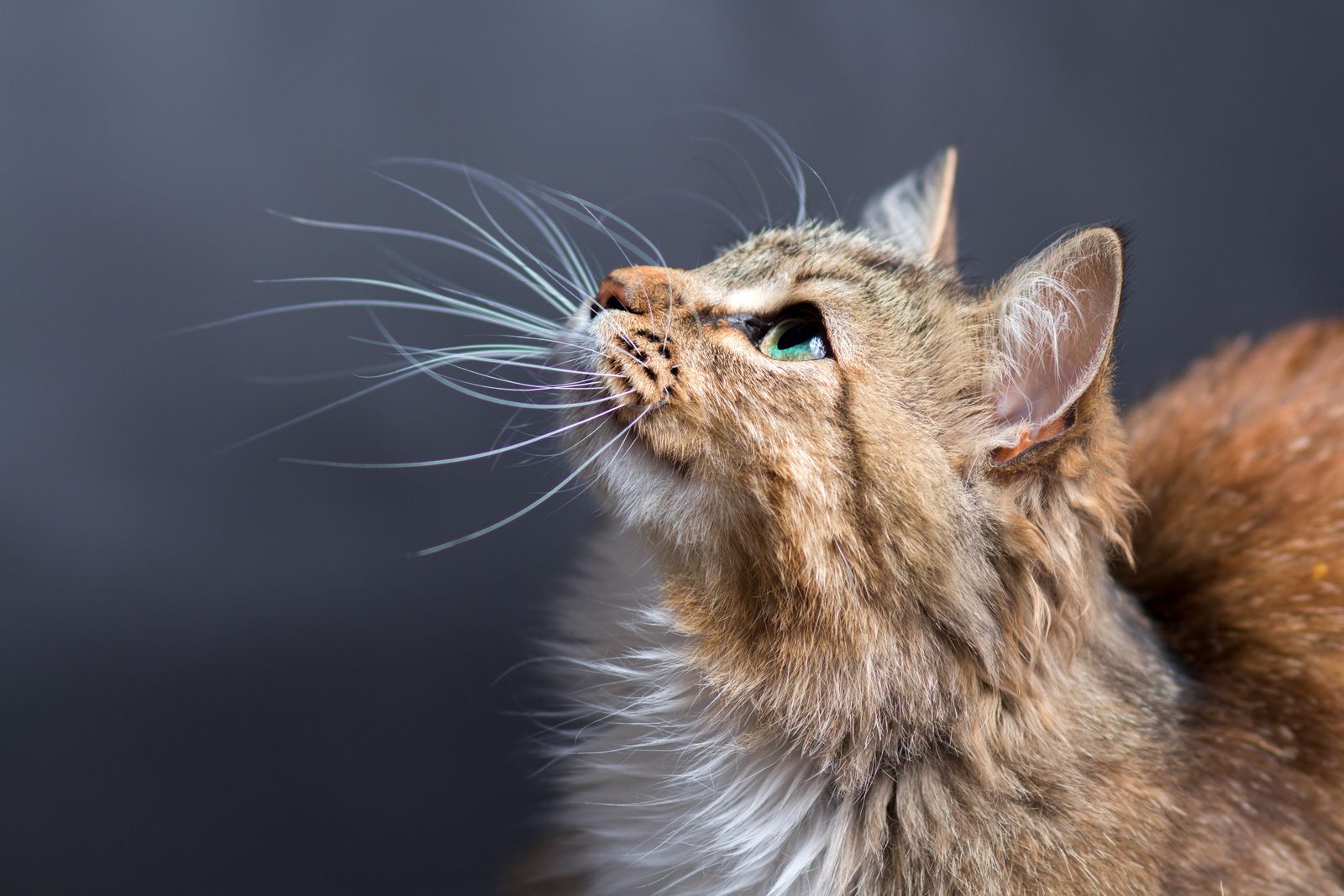 Cat | Breeds, Origins, History, Body Types, Senses, Behavior Cat Power The Greatest Tłumaczenie
