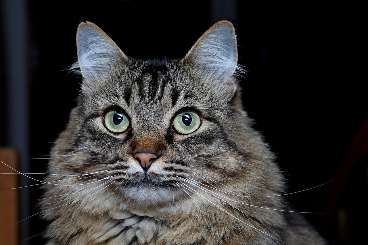 Feline Lymphocytic Plasmacytic Gingivitis Stomatitis