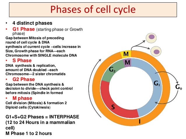 Cell cycle Which Of The Following Best Describes The Cell Cycle