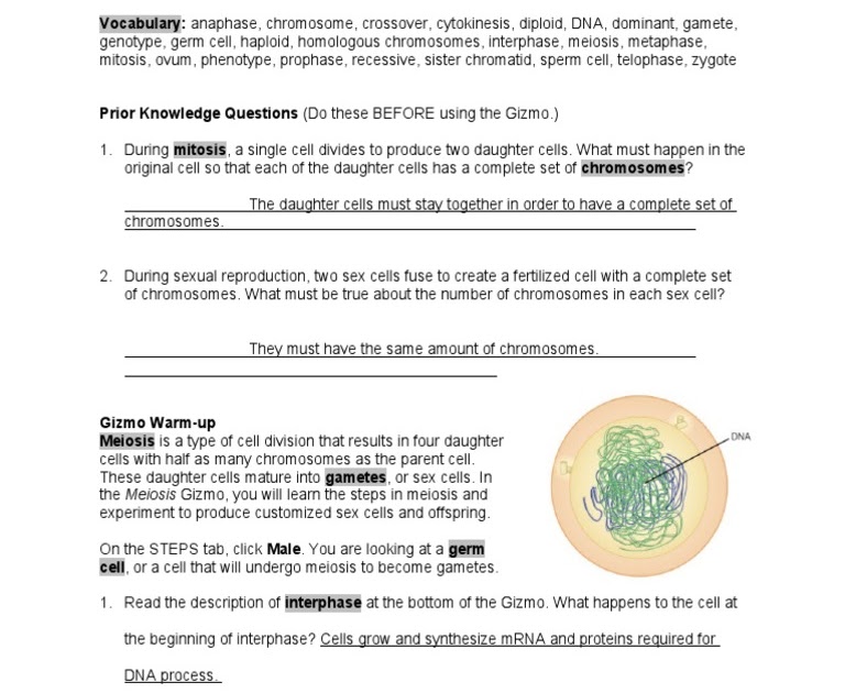 Cell Division Gizmo Answer Key Activity B Gizmo Cell Structu Student Exploration Cell Division Gizmo Answer Key Pdf